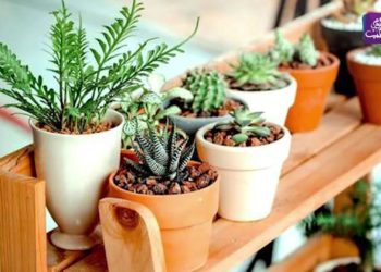 صباح سوري – 07 05 2021