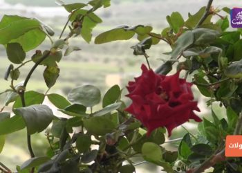 جولات – مشعلة.. الحاجة حنيفة والنفق