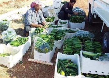 خسائر فادحة يتكبدها المزارعون في درعا وغياب تام للمساعدات الحكومية