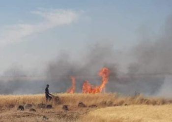 احتراق ما يقارب 300 دونم من حقول القمح في درعا