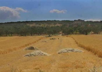 “حكومة الإنقاذ” تحدد تسعيرة شراء موسم القمح لعام 2021