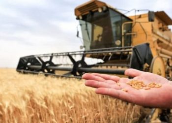 تراجع موسم القمح يرفع أسعاره شرق سوريا