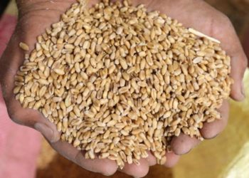 من ريف دمشق.. تحركات روسية لشراء قمح المنطقة الجنوبية