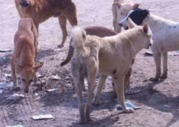 ريف دمشق.. كلب مسعور يهاجم فتاة ومطالبات أهلية بحل لظاهرة الكلاب الشاردة