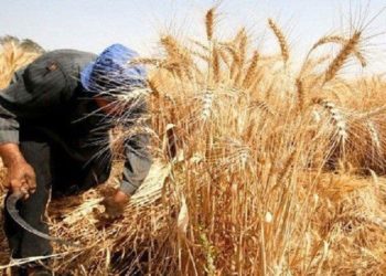 تفادياً للخسائر الكبيرة.. الفلاحون يعودون لطرق الحصاد البدائية بريفي دير الزور والرقة