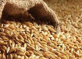 حكومة النظام ترفع سعر شراء الشعير