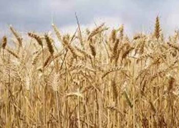 الأمم المتحدة تحذر من تفاقم أزمة الجوع في سوريا