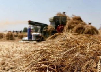 دير الزور.. النظام يجبر المزارعين على بيع محصول القمح في مراكزه