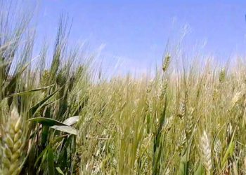 موسم القمح بريف حمص.. ضعف الإنتاج وانخفاض السعر يضاعفان معاناة المزارعين