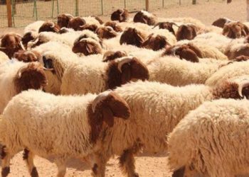 رئيس وزراء النظام يعتبر مضاعفة أسعار الخبز والمازوت “تحريك بسيط”.. ومتابعون يردون