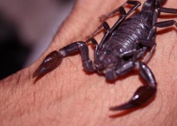 لدغة عقرب تنهي حياة آخر فرد في أسرة رجل بريف حماة