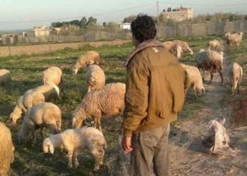 قوات النظام تستهدف قطيع أغنام غرب حماة (فيديو)