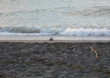 العثور على لغم روسي الصنع على شاطئ في تركيا