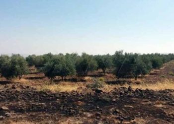 حكومة النظام تتهم إسرائيل بافتعال حريق في القنيطرة