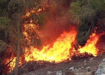 اندلاع حرائق في الأراضي الزراعية بريف اللاذقية