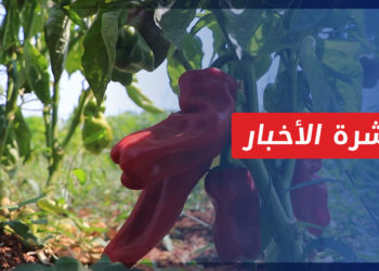 نشرة أخبار المنتصف 27 08 2021 وفيها: الدفعة الثانية من مهجري درعا تصل إلى الشمال السوري