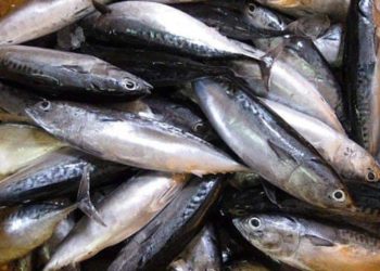 21 حالة تسمم في اللاذقية بسبب أسماك “البلميدا”