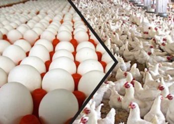 غلاء كبير في أسعار البيض ومنتجات الدواجن ومقاطعة أهلية لها