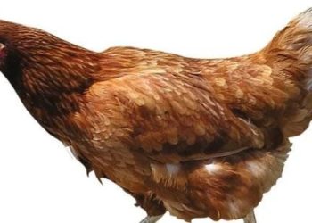 نفوق دجاجة يتسبب بشجار عائلي وطعن أطفال في العاصمة دمشق