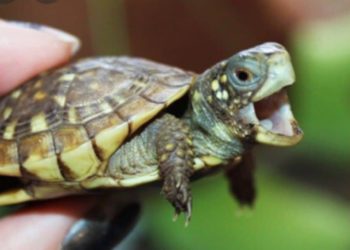 غلاء كبير في أسعار البيض ومنتجات الدواجن ومقاطعة أهلية لها