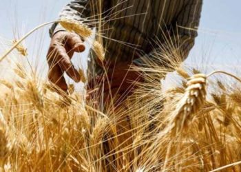 حكومة النظام ترفع سعر شراء محصول القمح للموسم المقبل