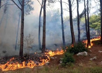 تحذيرات من مؤشرات لاندلاع حرائق في غابات سوريا