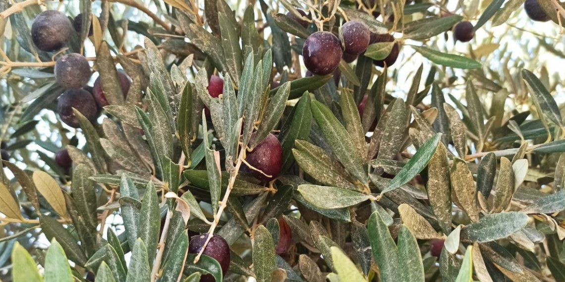 الزيتون وزيته.. أسعار مرتفعة تفوق قدرة الأهالي في حمص