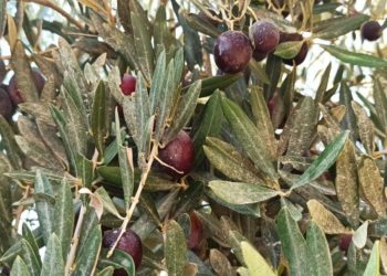 الزيتون وزيته.. أسعار مرتفعة تفوق قدرة الأهالي في حمص