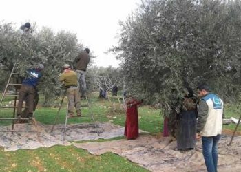 أثناء قطافهم الزيتون.. مقتل مدنيين بانفجار لغم أرضي جنوبي إدلب