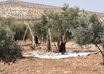 أثناء حراسة موسم الزيتون.. مقتل شخص في إدلب