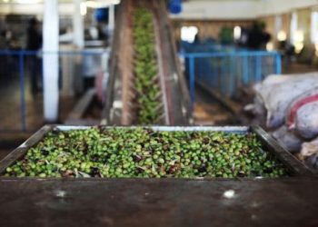 توقف تصدير زيت الزيتون يتسبب بخسائر للمزارعين في درعا