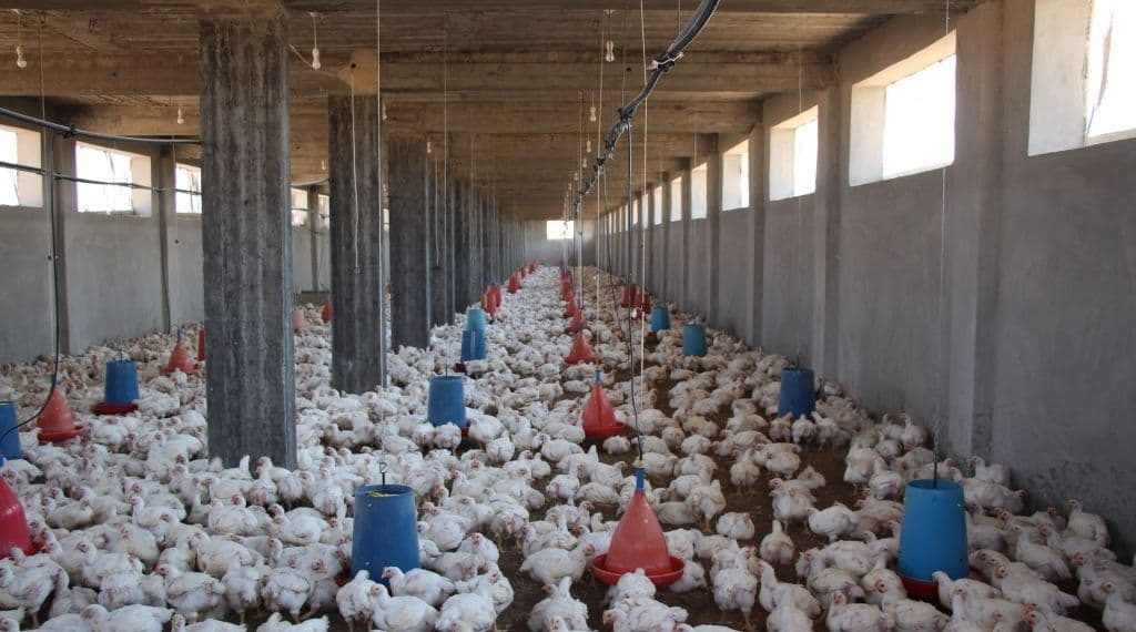 ارتفاع غير مسبوق بأسعار الفروج في درعا