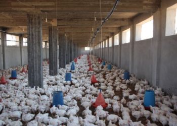 ارتفاع غير مسبوق بأسعار الفروج في درعا