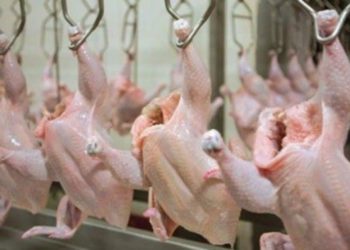 ارتفاع أسعار الدواجن ومشتقاتها في ريف دمشق