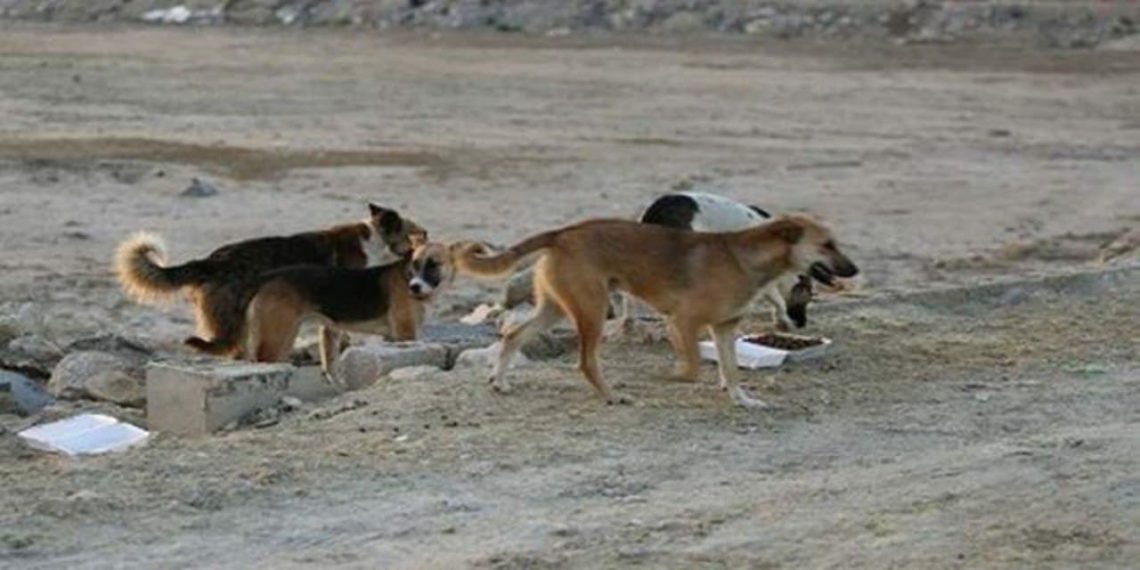 كلاب مسعورة تقتل وتصيب أطفالاً في ريف دمشق