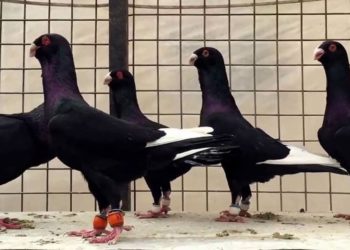 تجارة الطيور مصدر رزق لعشرات الشبان في درعا