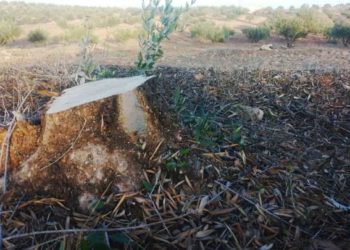 السرقات تطال أشجار مزارع الزيتون في درعا