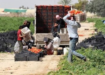 العمالة السورية في الأردن