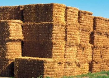 أسعار التبن تسجل أرقاماً قياسية في سوريا.. والثروة الحيوانية في خطر