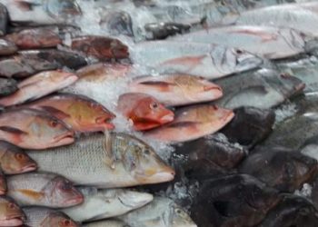 ارتفاع غير مسبوق بأسعار الأسماك في سوريا.. سمكة واحدة سعرها ربع مليون ليرة