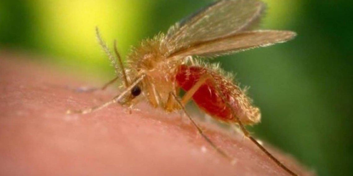 أكثر من 20 إصابة بـ “اللشمانيا” جراء تلوث المياه في بلدة بريف دمشق