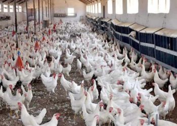 ارتفاع أسعار الدجاج
