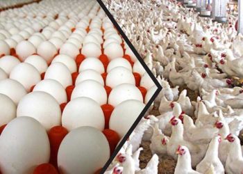 مديرية التجارة تصدر تسعيرة جديدة للبيض والفروج في حلب