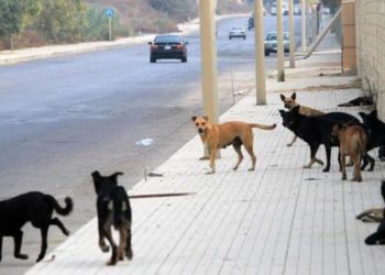 الكلاب الشاردة تهاجم سيدة في درعا