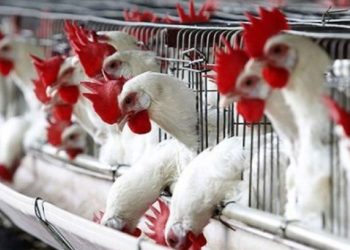 تدهور قطاع المداجن في سوريا