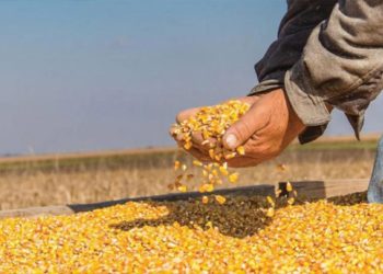 كيلو الذرة الصفراء بـ 2500 ليرة.. ارتفاع أسعار الأعلاف في مناطق سيطرة النظام