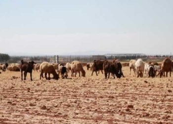 توقف استيراد الأعلاف إلى مناطق النظام.. والتجار يرفعون الأسعار