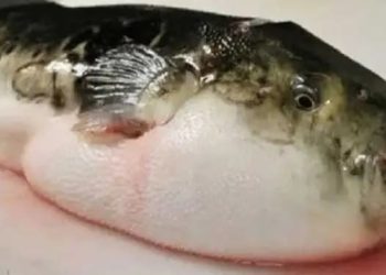 المدير العام للهيئة العامة للثروة السمكية والأحياء المائية التابع لحكومة النظام "عبد اللطيف علي" يحذر أهالي الساحل من شراء سمك "البالون" السام