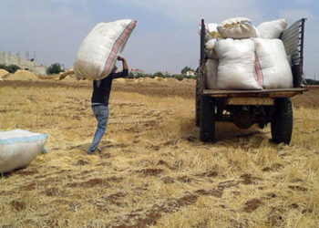 تفاوت كبير في أسعار الأعلاف الحيوانية بين القطاعين العام والخاص في مناطق النظام وهو ما أثر بشكل على مباشر على المزارعين