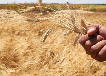 اتحاد الفلاحين التابع لحكومة النظام يرفع سعر شراء محصول القمح من المزارعين لهذا الموسم